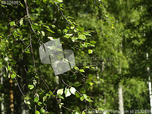 Image of birch leafs