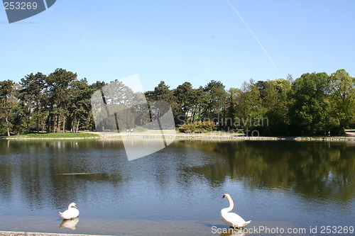 Image of Swans in pond