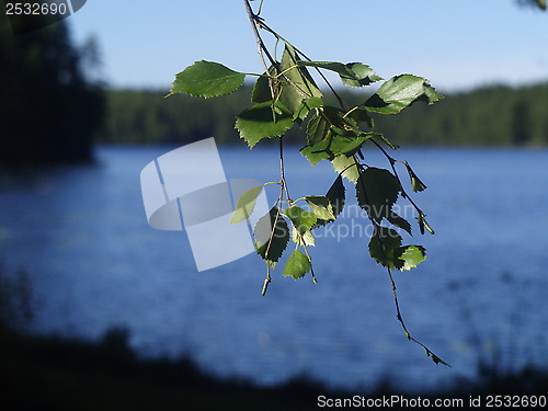 Image of birch leafs