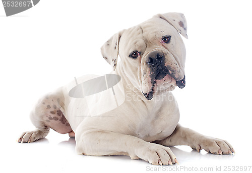 Image of american bulldog