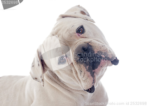 Image of american bulldog