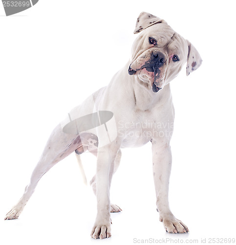 Image of american bulldog