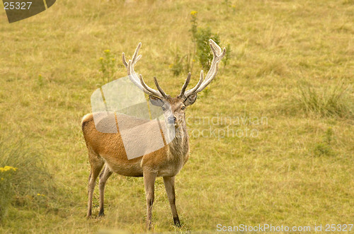 Image of red deer stag