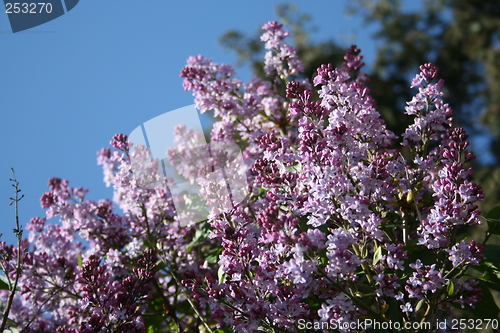 Image of Syringa Vulgaris