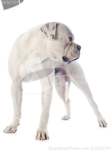 Image of american bulldog