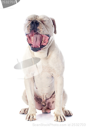 Image of american bulldog