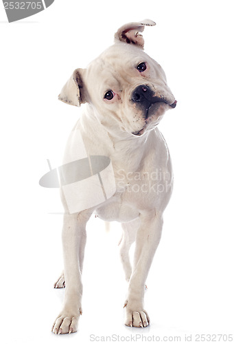 Image of american bulldog