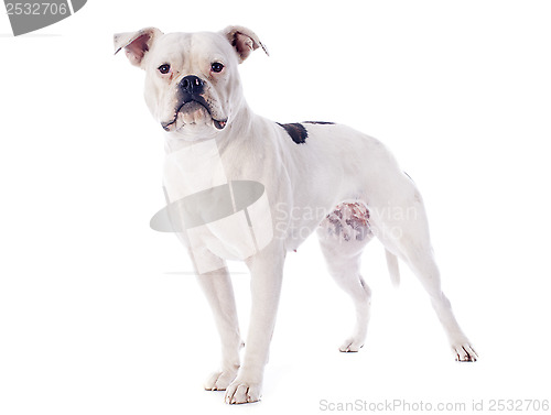 Image of american bulldog