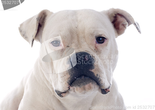 Image of american bulldog