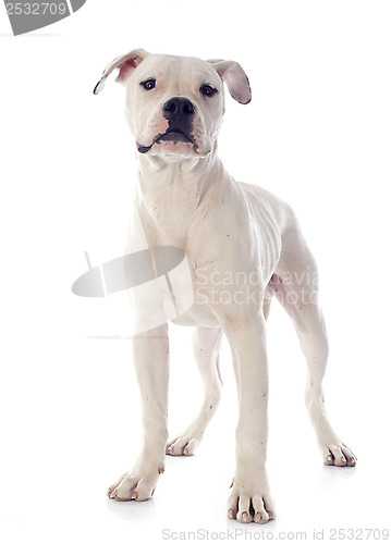 Image of puppy american bulldog