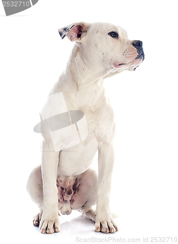 Image of puppy american bulldog