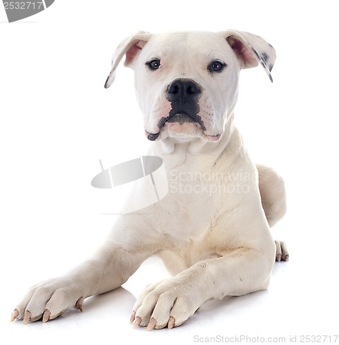 Image of puppy american bulldog