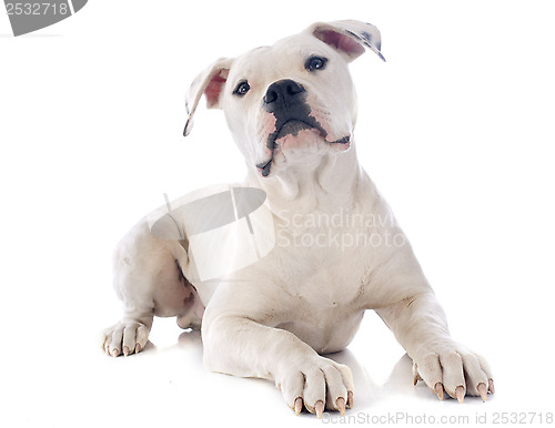 Image of puppy american bulldog