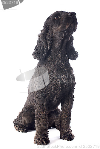 Image of black  cocker spaniel