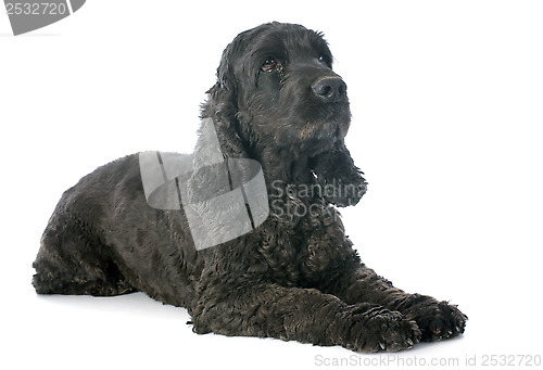 Image of cocker spaniel