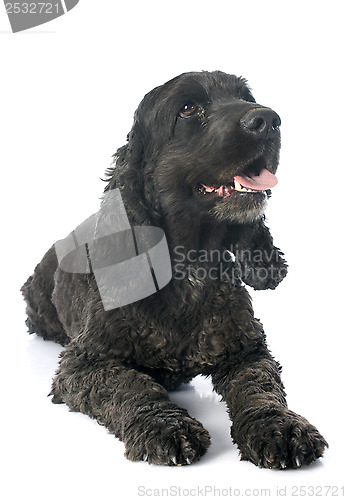 Image of cocker spaniel