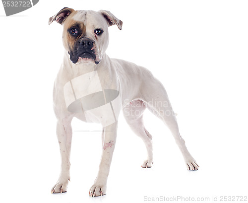 Image of american bulldog