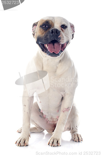 Image of american bulldog