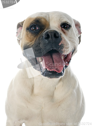 Image of american bulldog