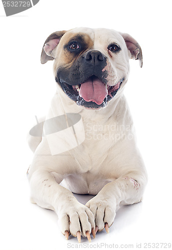 Image of american bulldog