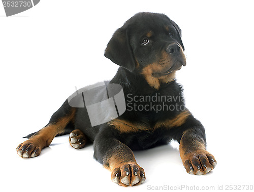 Image of puppy rottweiler