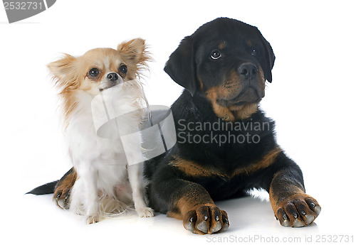 Image of puppy rottweiler and  chihuahua