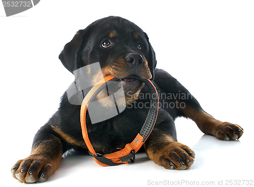 Image of puppy rottweiler