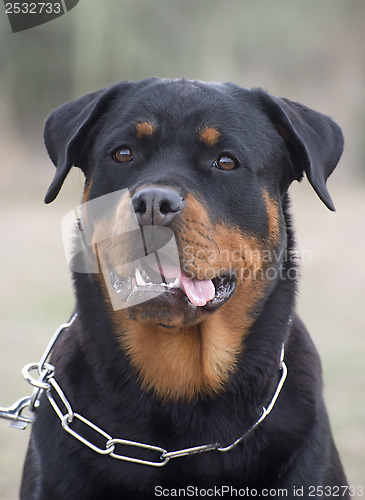 Image of rottweiler