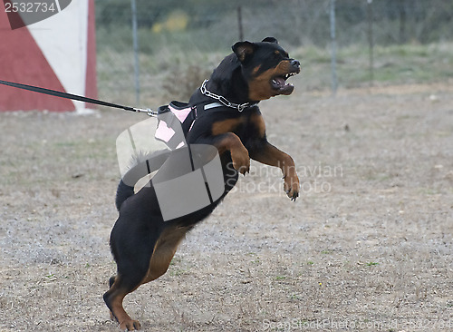 Image of aggressive rottweiler
