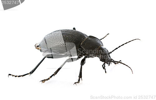 Image of Carabus coriaceus