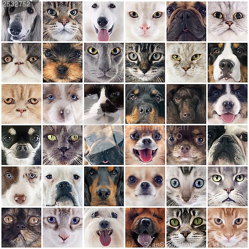 Image of group of dogs and cats