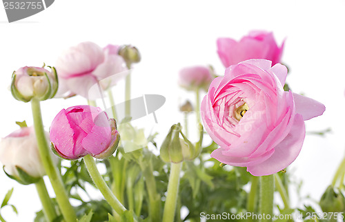 Image of pink buttercups
