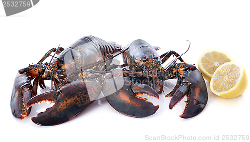 Image of alive lobsters