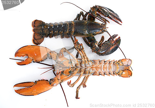 Image of lobsters