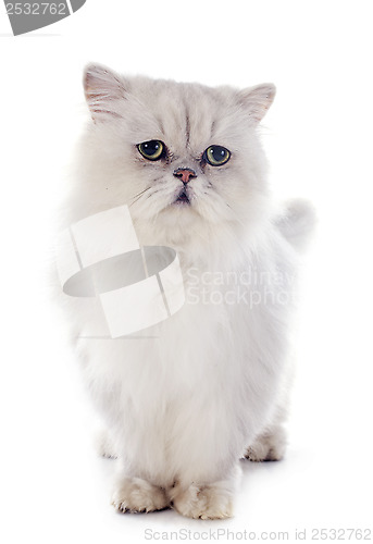 Image of white persian cat