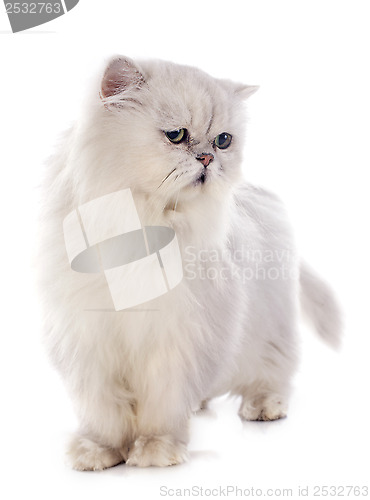 Image of white persian cat