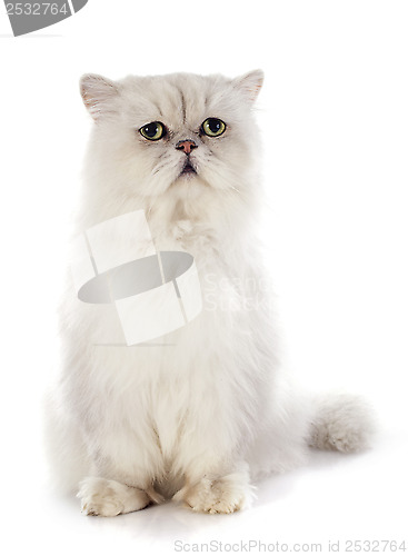 Image of white persian cat