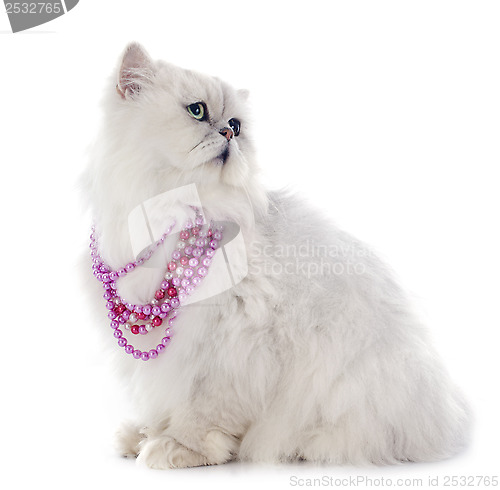 Image of white persian cat