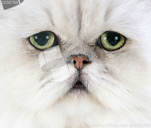 Image of white persian cat