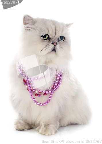 Image of white persian cat