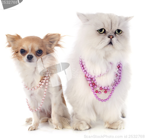 Image of white persian cat and chihuahua