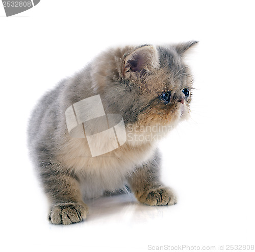 Image of kitten exotic shorthair