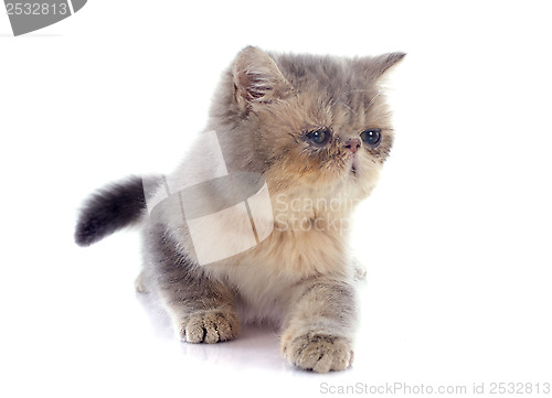 Image of kitten exotic shorthair