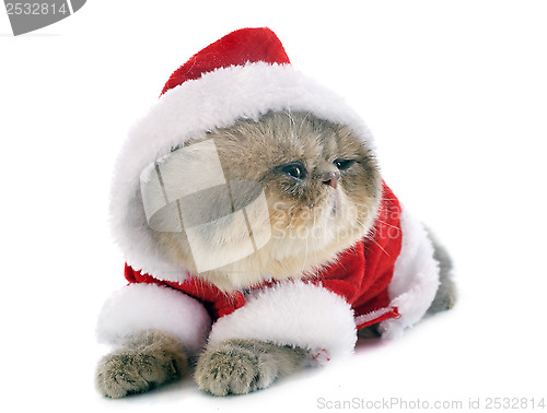 Image of kitten exotic shorthair