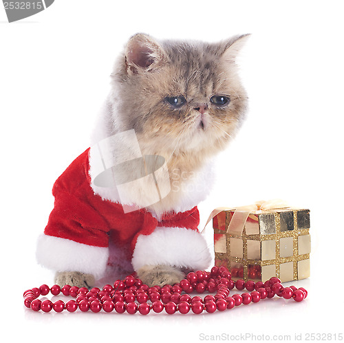 Image of kitten exotic shorthair