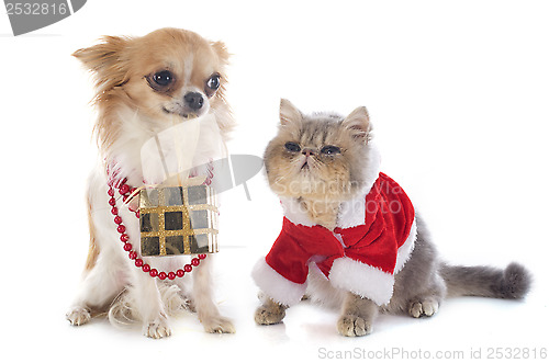 Image of kitten exotic shorthair and chihuahua