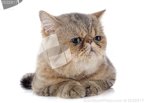 Image of exotic shorthair