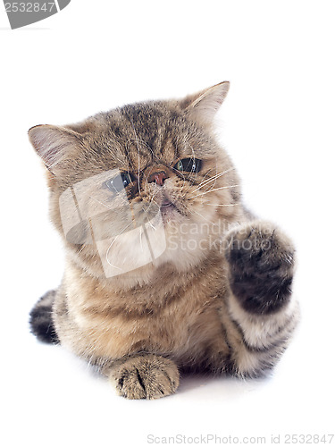 Image of exotic shorthair
