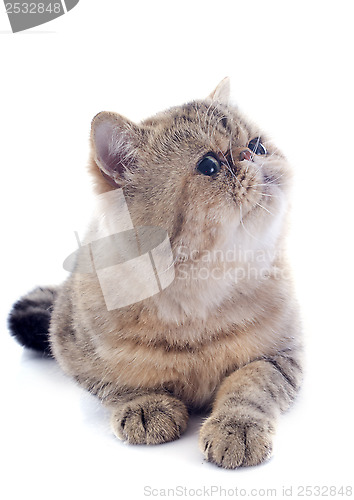 Image of exotic shorthair
