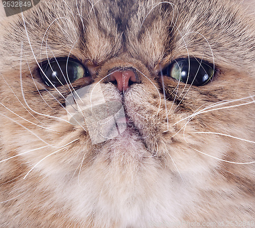 Image of exotic shorthair